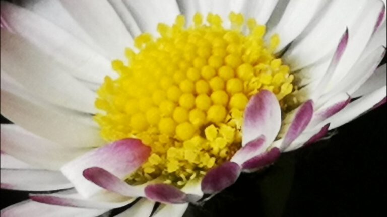 Gänseblümchen