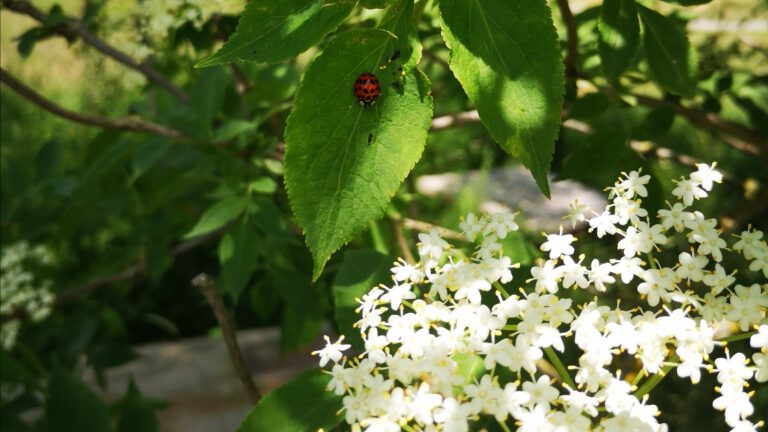 Holunderblüten