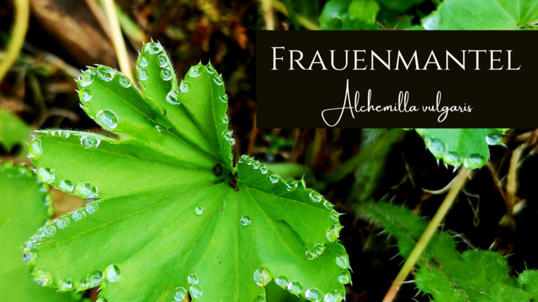 Frauenmantel